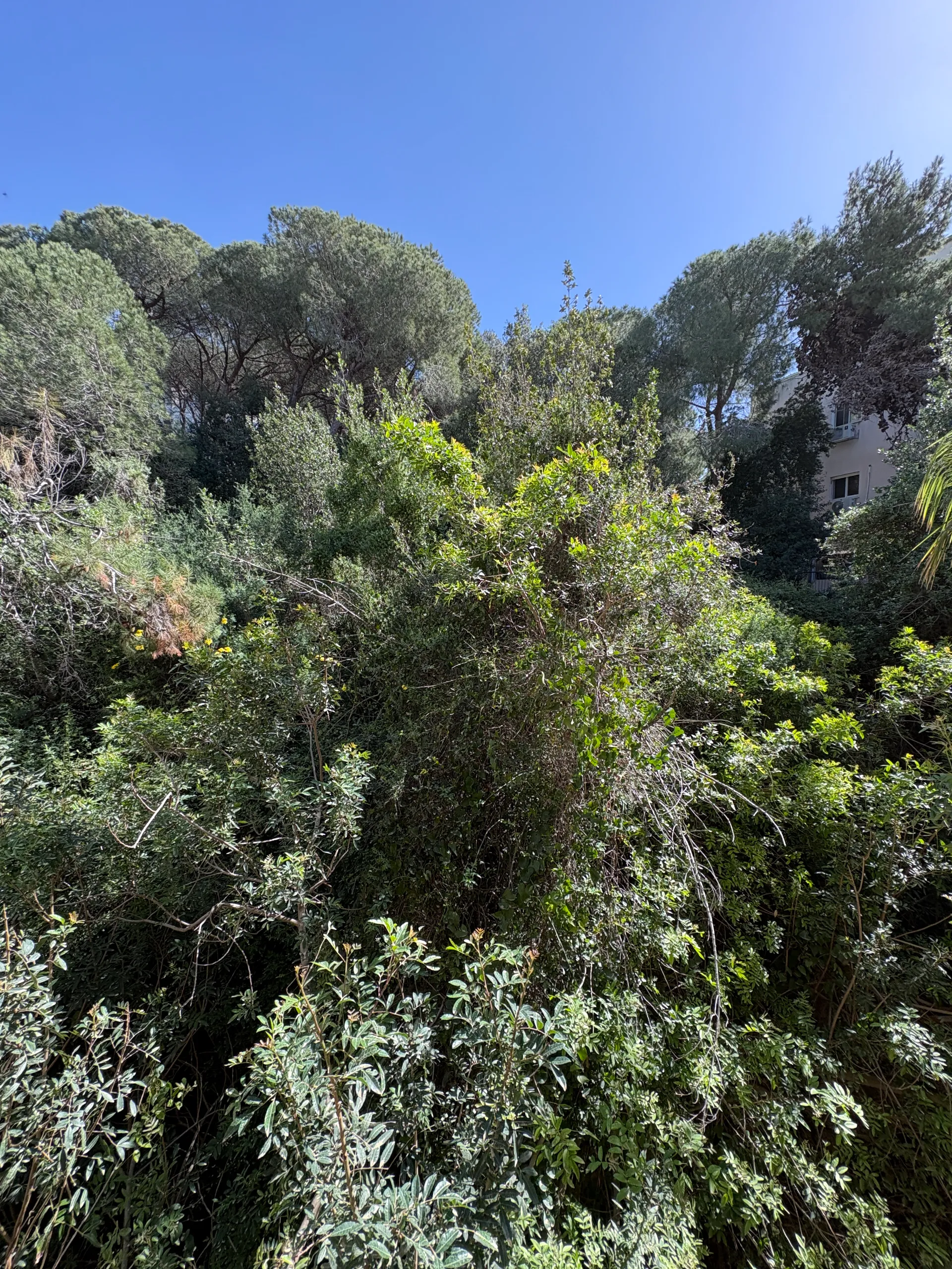 למכירה ברחוב שימקין - חיפה - תמונה 14